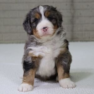 I'm Princess! I'm a female Bernedoodle