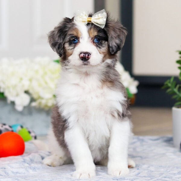 I'm Judy! I'm a female Bernedoodle