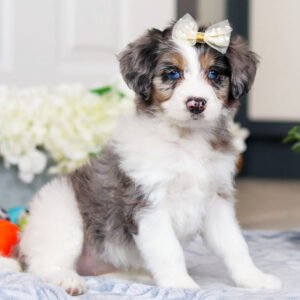 I'm Judy! I'm a female Bernedoodle