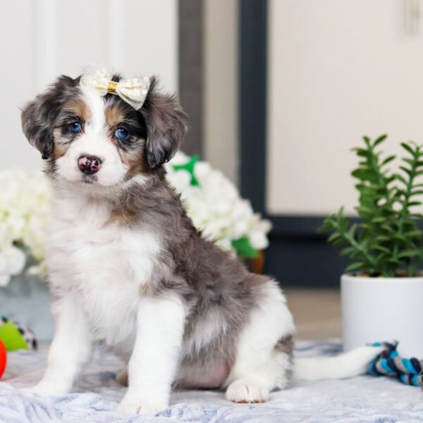 I'm Judy! I'm a female Bernedoodle