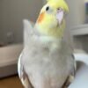 I'm a white cockatiel parrots