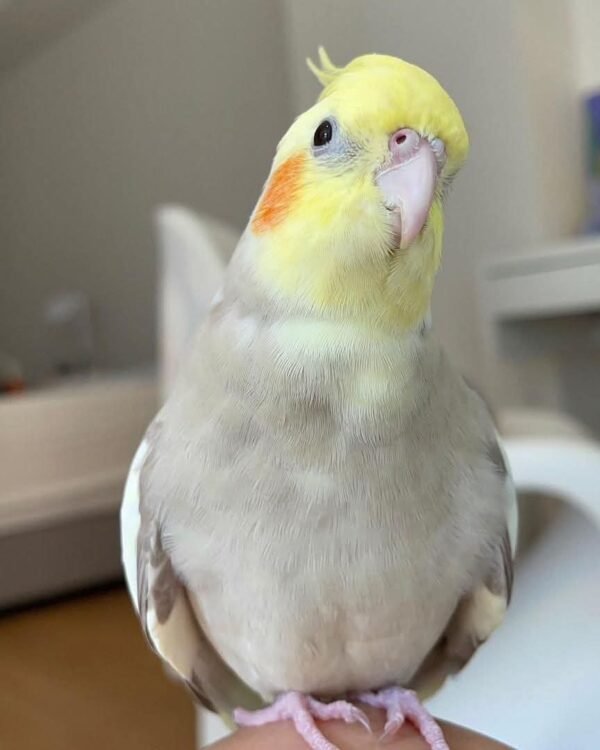 I'm a white cockatiel parrots