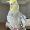 I'm a white cockatiel parrots