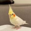 I'm a white cockatiel parrots
