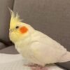 I'm a white cockatiel parrots
