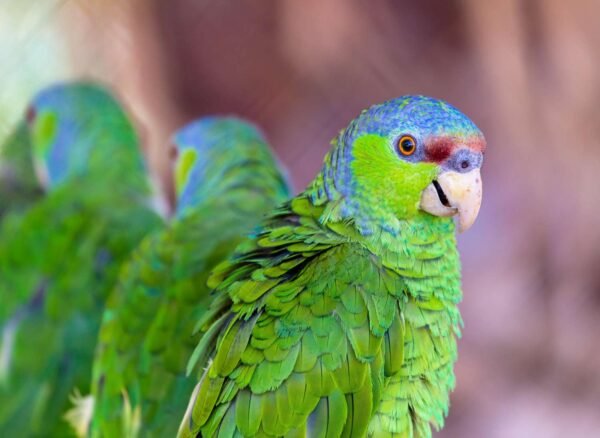 I'm Lilac Crowned Amazon