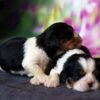 I'm Cavalier King Charles Spaniel Breed