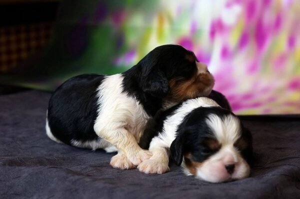 I'm Cavalier King Charles Spaniel Breed