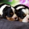 I'm Cavalier King Charles Spaniel Breed