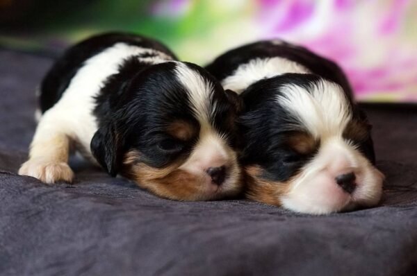I'm Cavalier King Charles Spaniel Breed