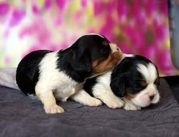 I'm Cavalier King Charles Spaniel Breed