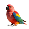 Macaw