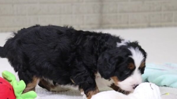 I'm Princess! I'm a female Bernedoodle