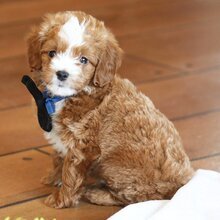 Hi, I'm Rhett a male Goldendoodle