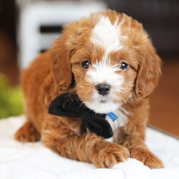 Hi, I'm Rhett a male Goldendoodle