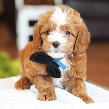 Hi, I'm Rhett a male Goldendoodle