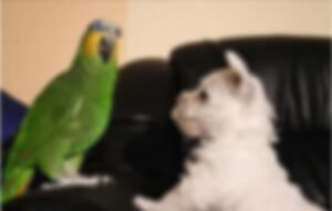 African Grey Parrot for Sale