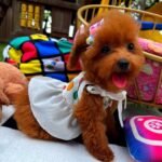 TinyTiffany — red toy poodle photo TinyTiffany — red toy poodle photo