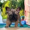 Peanut — French Bulldog photo Peanut — French Bulldog photo