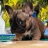 Peanut — French Bulldog photo Peanut — French Bulldog photo