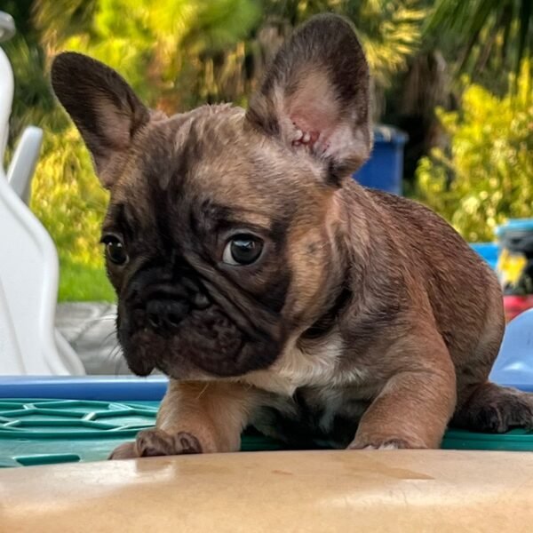 Peanut — French Bulldog photo Peanut — French Bulldog photo