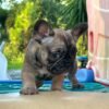 Peanut — French Bulldog photo Peanut — French Bulldog photo