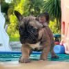 Peanut — French Bulldog photo Peanut — French Bulldog photo