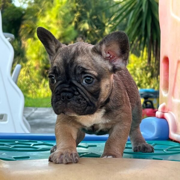 Peanut — French Bulldog photo Peanut — French Bulldog photo