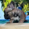 Peanut — French Bulldog photo Peanut — French Bulldog photo
