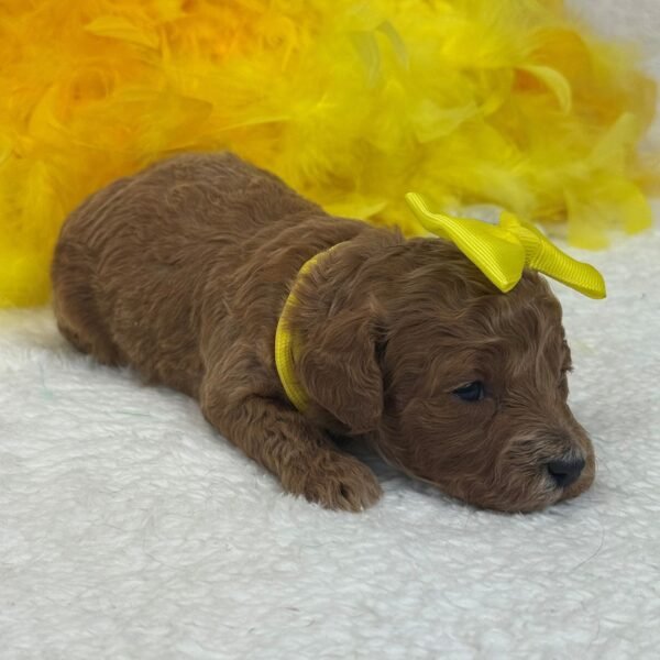 Peaches — yellow girl photo Peaches — yellow girl photo
