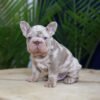 Martin — compact French Bulldog photo