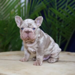 Martin — compact French Bulldog photo