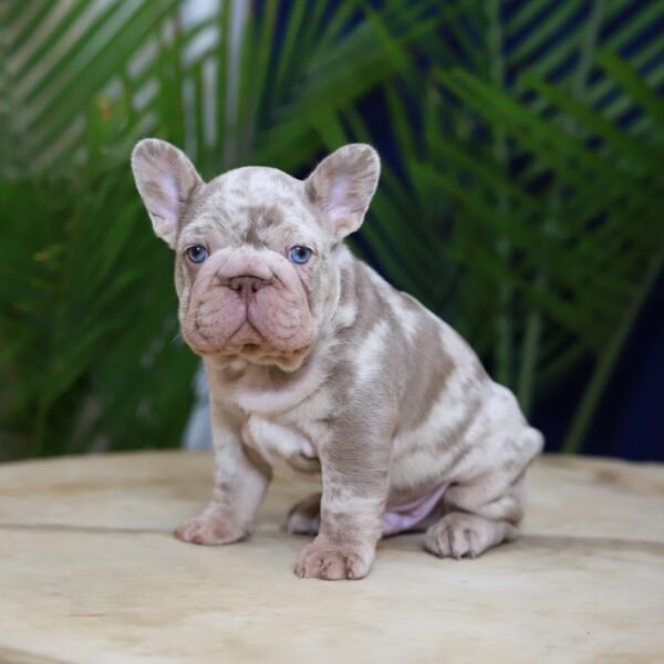 Martin — compact French Bulldog photo