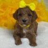 Peaches — yellow girl photo Peaches — yellow girl photo