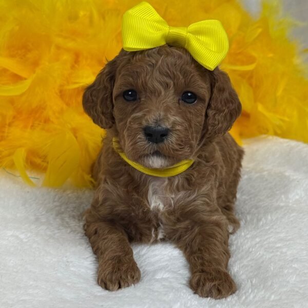 Peaches — yellow girl photo Peaches — yellow girl photo