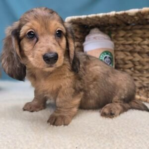Millie Mae — dachshund photo