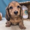 Millie Mae — dachshund photo Millie Mae — dachshund photo