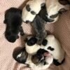 AKC litter of 8 puppies photo AKC litter of 8 puppies photo
