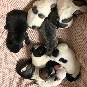 AKC litter of 8 puppies photo AKC litter of 8 puppies photo