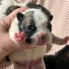 AKC litter of 8 puppies photo AKC litter of 8 puppies photo
