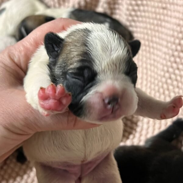 AKC litter of 8 puppies photo AKC litter of 8 puppies photo