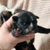 AKC litter of 8 puppies photo AKC litter of 8 puppies photo