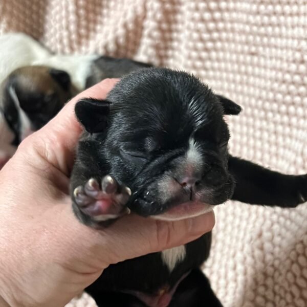 AKC litter of 8 puppies photo AKC litter of 8 puppies photo