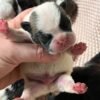 AKC litter of 8 puppies photo AKC litter of 8 puppies photo