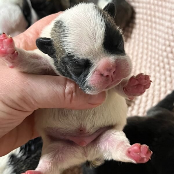 AKC litter of 8 puppies photo AKC litter of 8 puppies photo