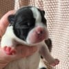 AKC litter of 8 puppies photo AKC litter of 8 puppies photo