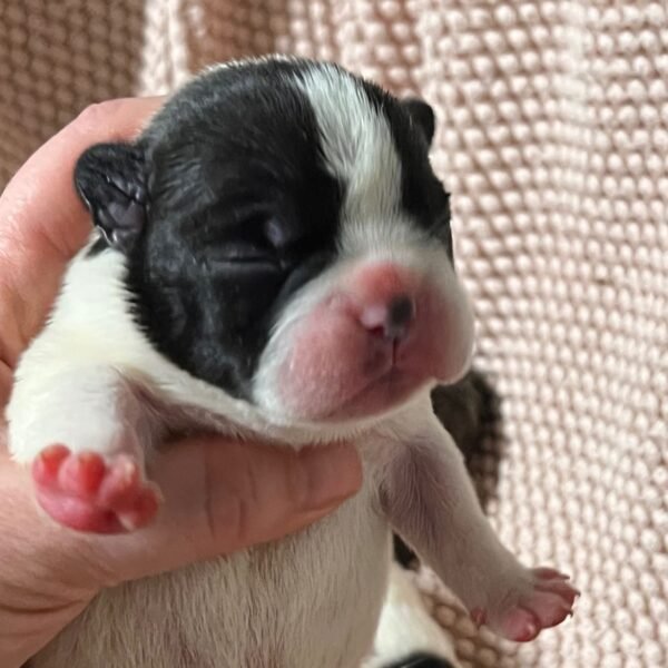 AKC litter of 8 puppies photo AKC litter of 8 puppies photo