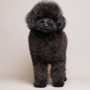 Benji photo
