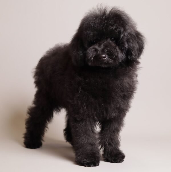 Benji photo