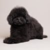 Benji photo